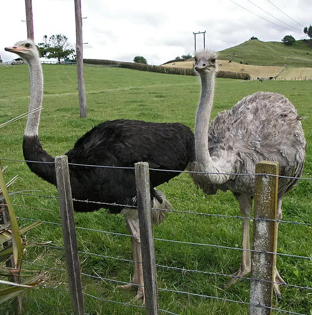 a que grupo de aves pertenece el avesrtuz - Qué grupo pertenece el avestruz