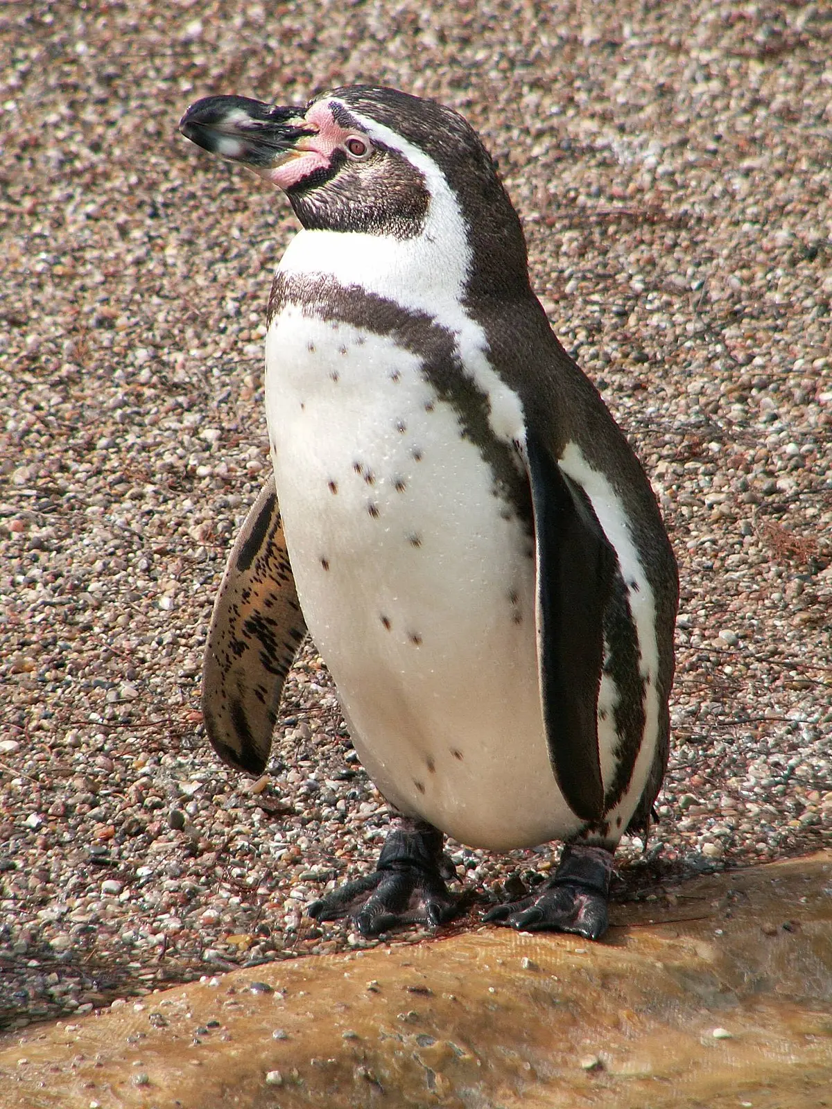 a qué clase de aves pertenece el pingüino - Qué grupo pertenecen los pingüinos