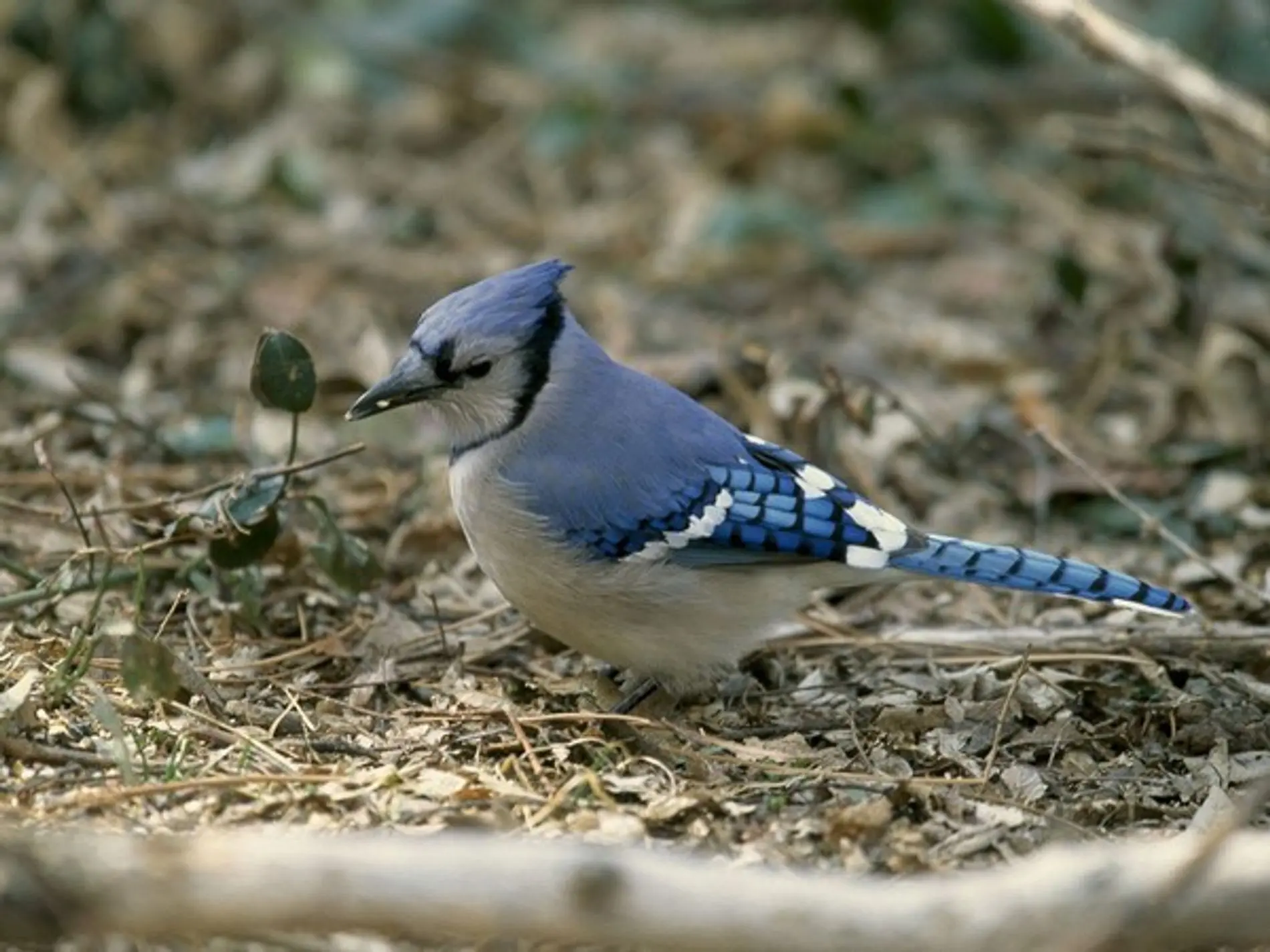 ave arrendajo azul - Qué hace el arrendajo