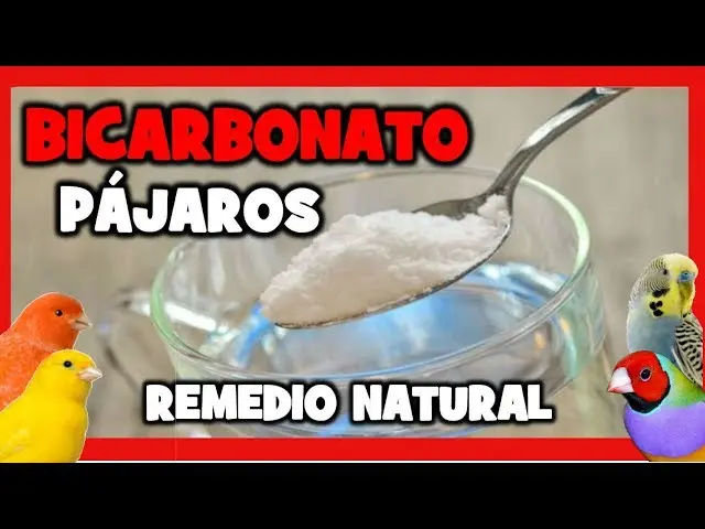 bicarbonato de sodio pajaros - Qué hace el bicarbonato en los pollos