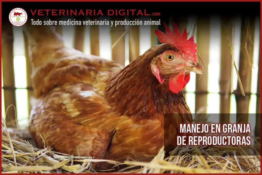 aves reproductoras - Qué hace el gallo para fecundar a la gallina