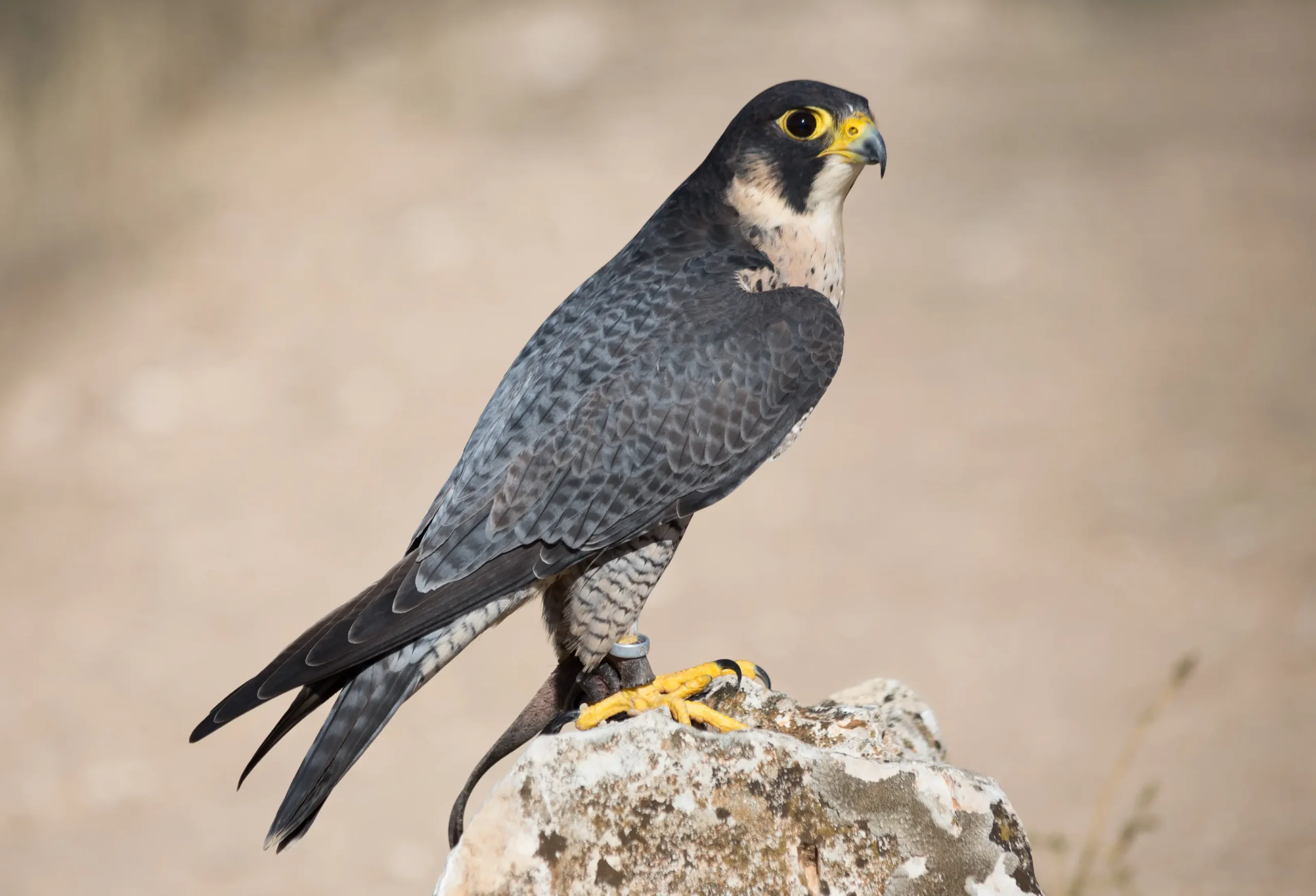 pajaros peregrinos - Qué hace el halcón peregrino