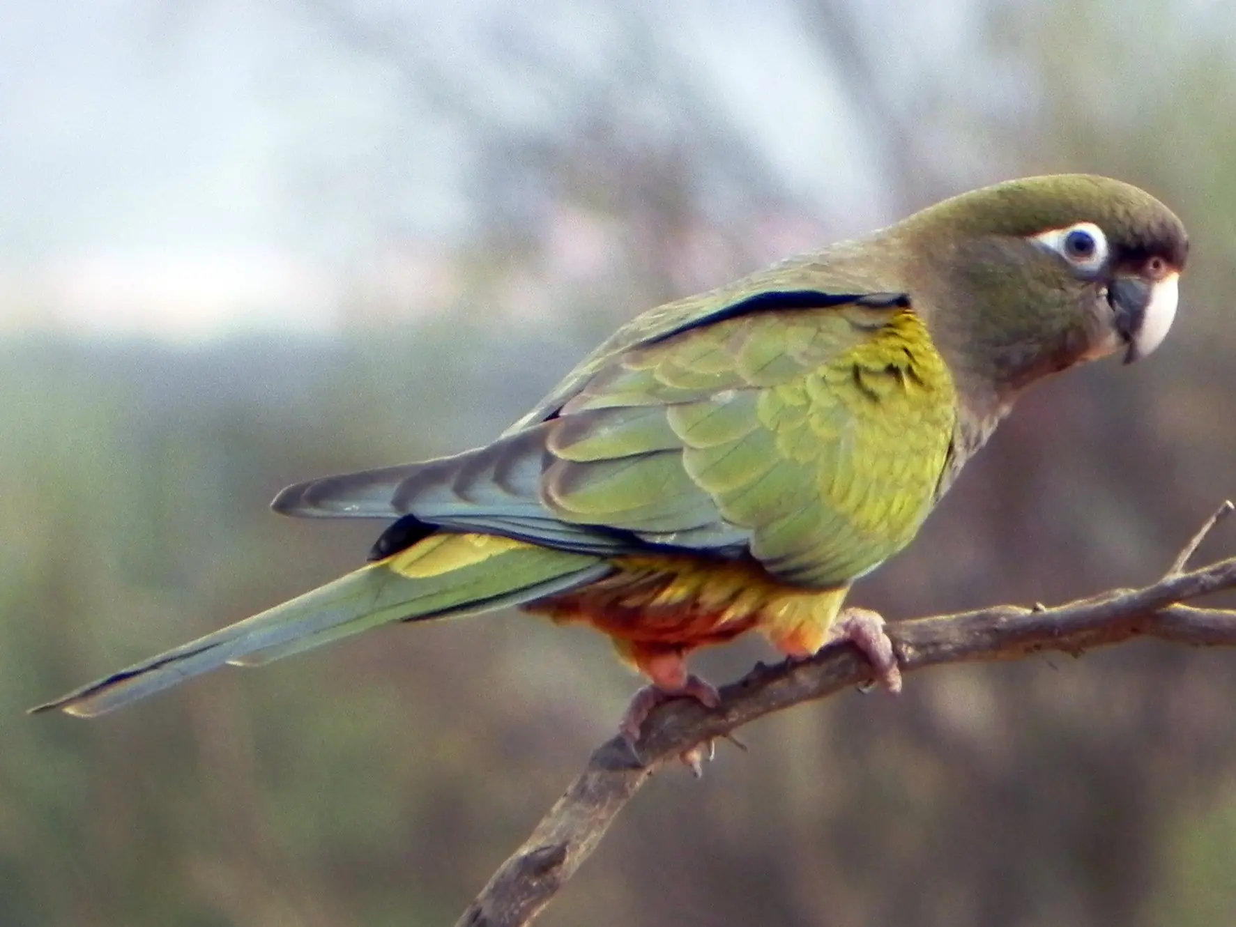 cuanto vive loro varranquero - Qué hace el loro barranquero