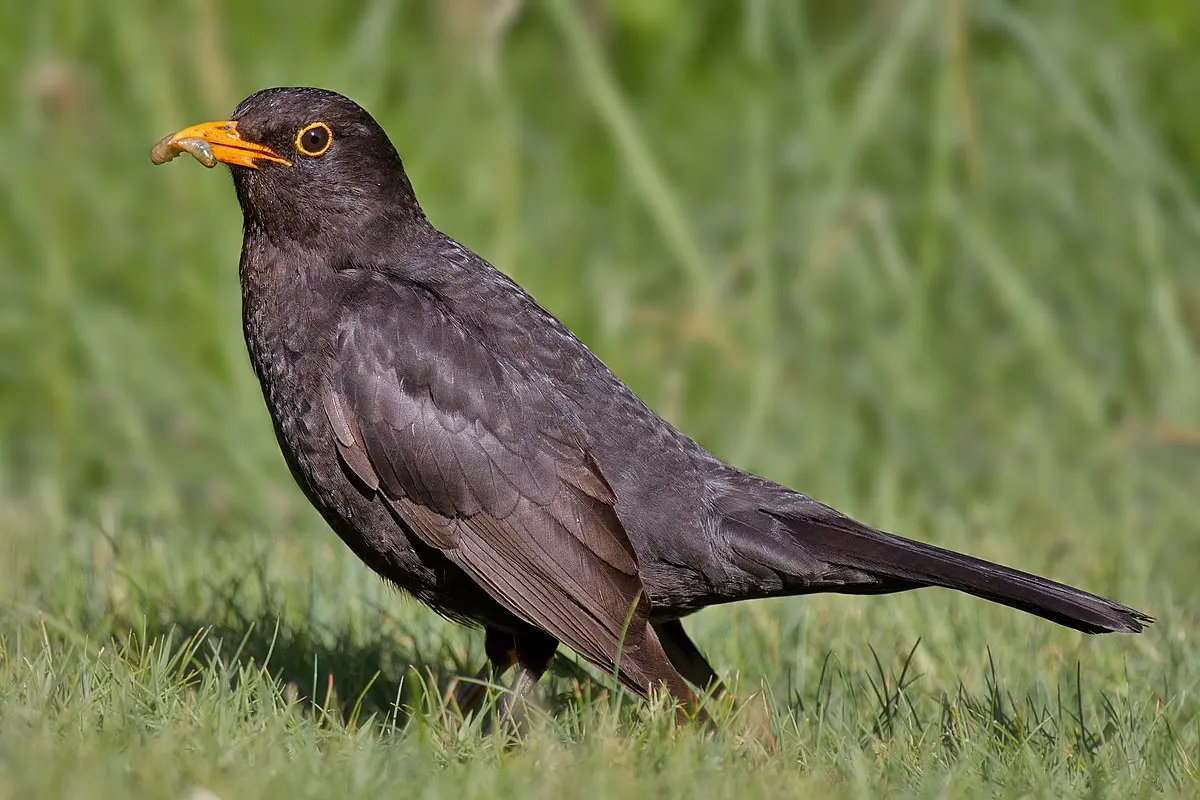 características del pájaro mirlo - Qué hace el mirlo