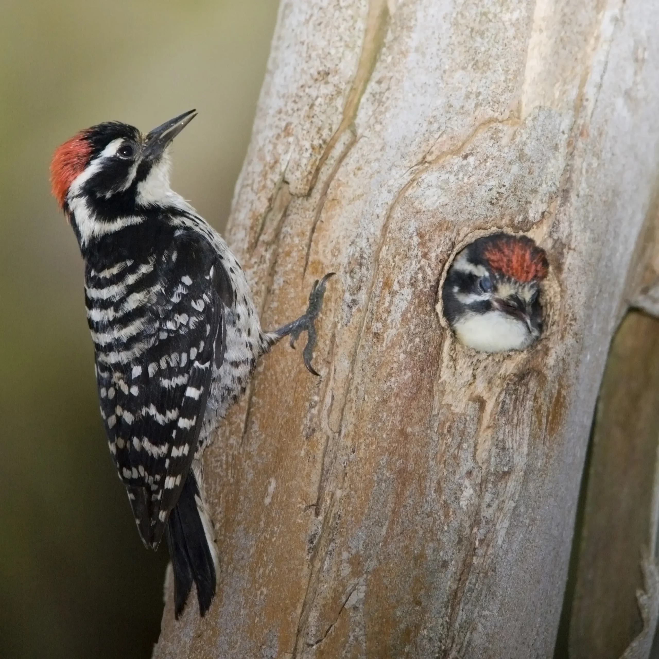 pajaro carpintero ave - Qué hace el pájaro carpintero con la madera