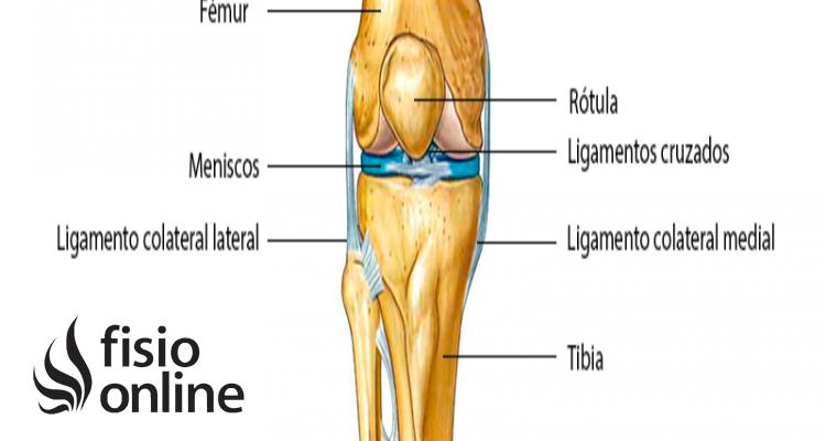 Articulación Femorotibio Tarsal en Aves - Qué hace la articulación Tibiofemoral articulacion femoro tibio tarsal ave - Qué hace la articulación Tibiofemoral