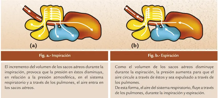 parabronquios aves - Qué hacen los Parabronquios