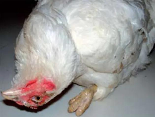 cuello torcido en aves - Qué hacer con el cuello torcido