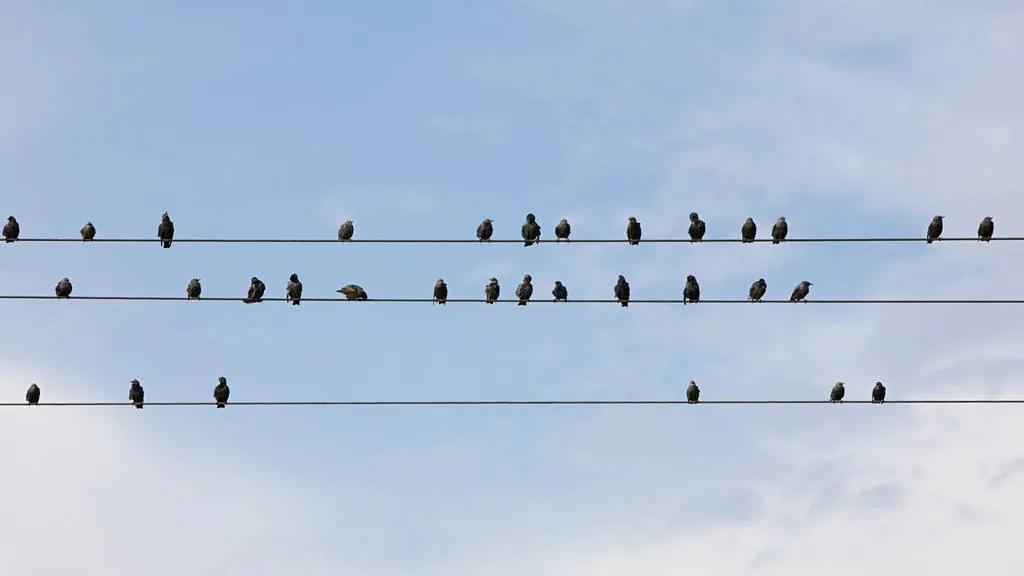 aves en cables - Qué hacer cuando un pajarito se electrocuta