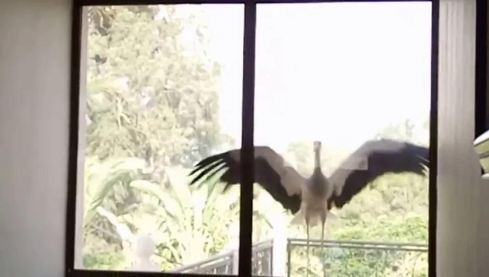 un pajaro choco con mi ventana - Qué hacer cuando un pájaro se choca con la ventana