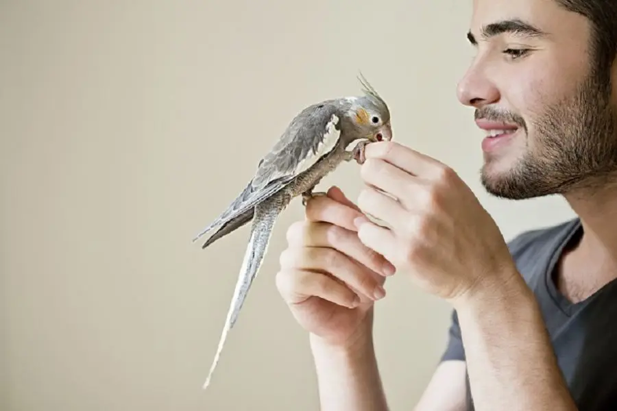 embolamiento aves - Qué hacer cuando un pájaro se Resfria