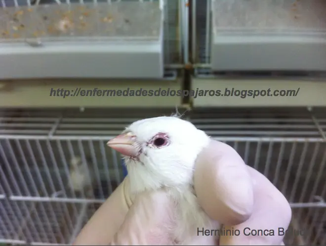 avitaminosis en aves - Qué hacer en caso de avitaminosis