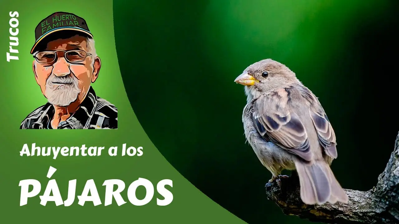 Cómo espantar el pájaro martillero - Qué hacer para espantar la pavita como espantar el pajaro martillero - Qué hacer para espantar la pavita