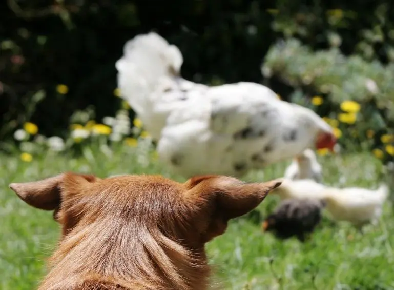 Animales terrestres que atacan a aves: Cómo proteger a tus aves de los depredadores terrestres - Qué hacer para que el perro no se coma las gallinas animales terrestres que atacan a aves - Qué hacer para que el perro no se coma las gallinas