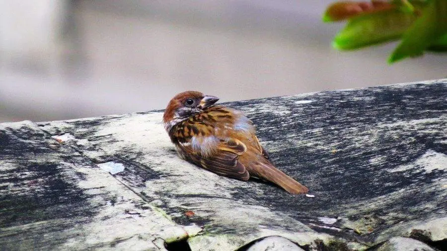 refugio de aves rosario - Qué hacer si encuentro un ave herida