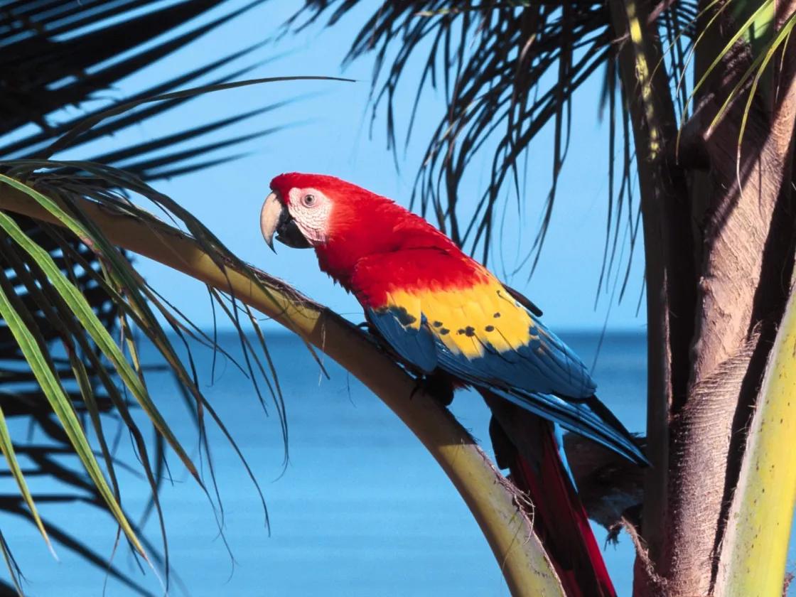 a donde llevar un loro - Qué hacer si me encuentro un loro en la calle