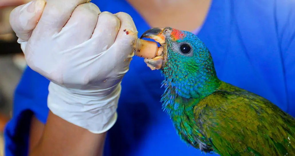 donde puedo entregar un loro - Qué hacer si se encuentra un animal silvestre