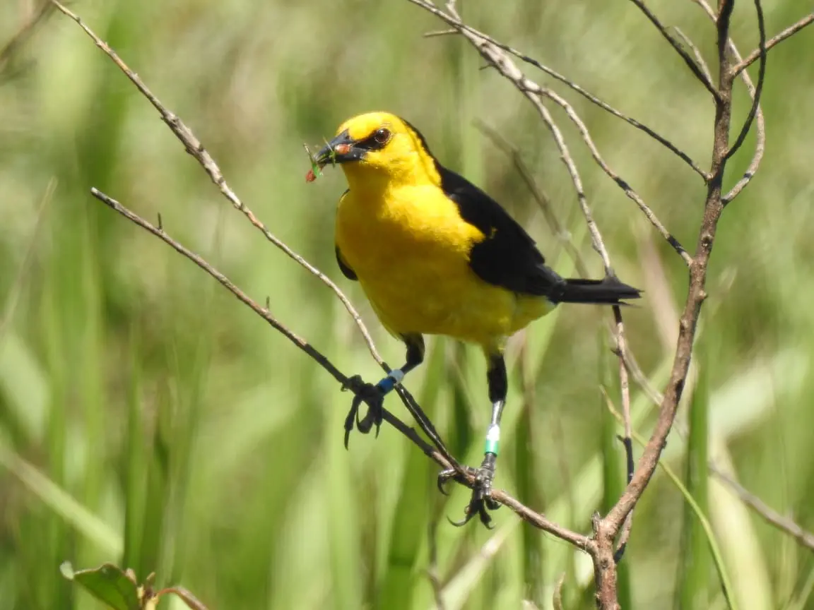 anillado de aves argentina - Qué hacer si te encuentras un pájaro anillado