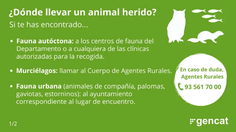¿Dónde llevar un pájaro herido en Barcelona? - Qué hacer si ves una paloma herida Barcelona donde llevar un pajaro herido barcelona - Qué hacer si ves una paloma herida Barcelona