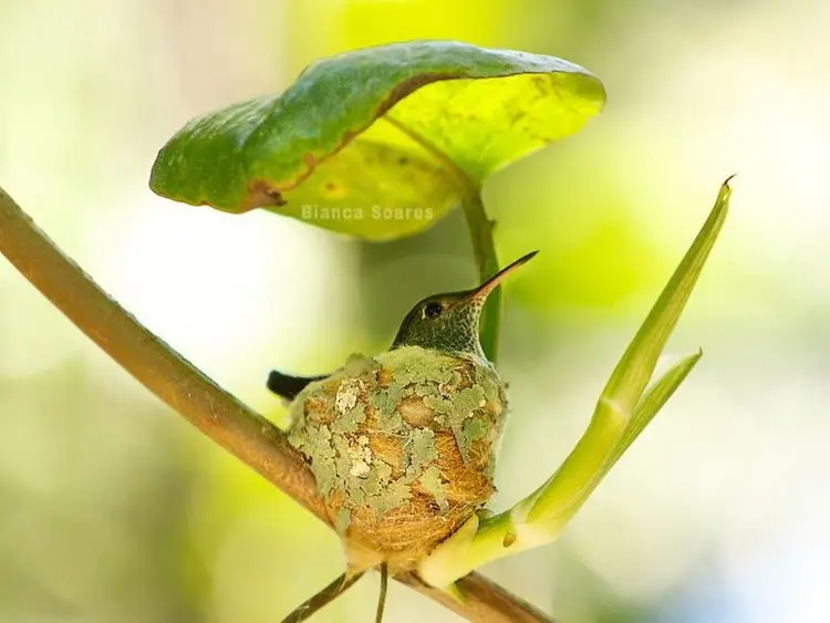 Ave Colibrí y su nido: todo lo que debes saber - Qué hago si encontré un nido de colibrí ave colibri su nido - Qué hago si encontré un nido de colibrí