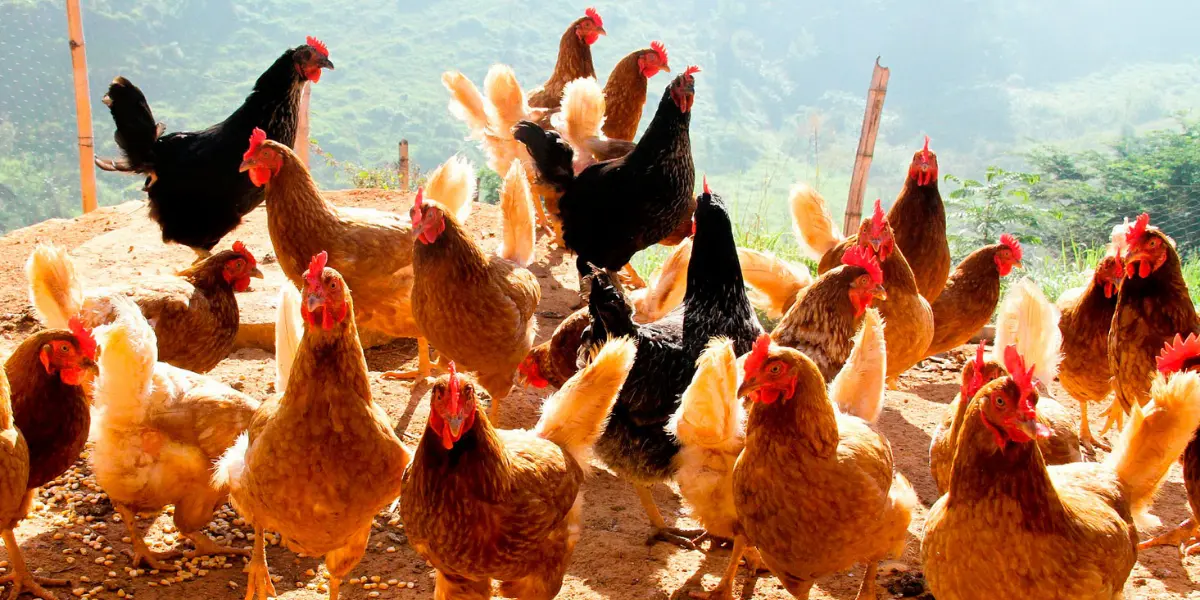Manejo de aves de postura: cómo lograr que las gallinas pongan huevos - Qué hay que hacer para que las gallinas pongan huevos manejo de aves de postura - Qué hay que hacer para que las gallinas pongan huevos
