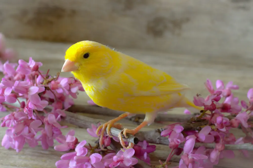 cuales son las propiedades del oregano en los pajaros - Qué hierbas se les puede dar a los canarios