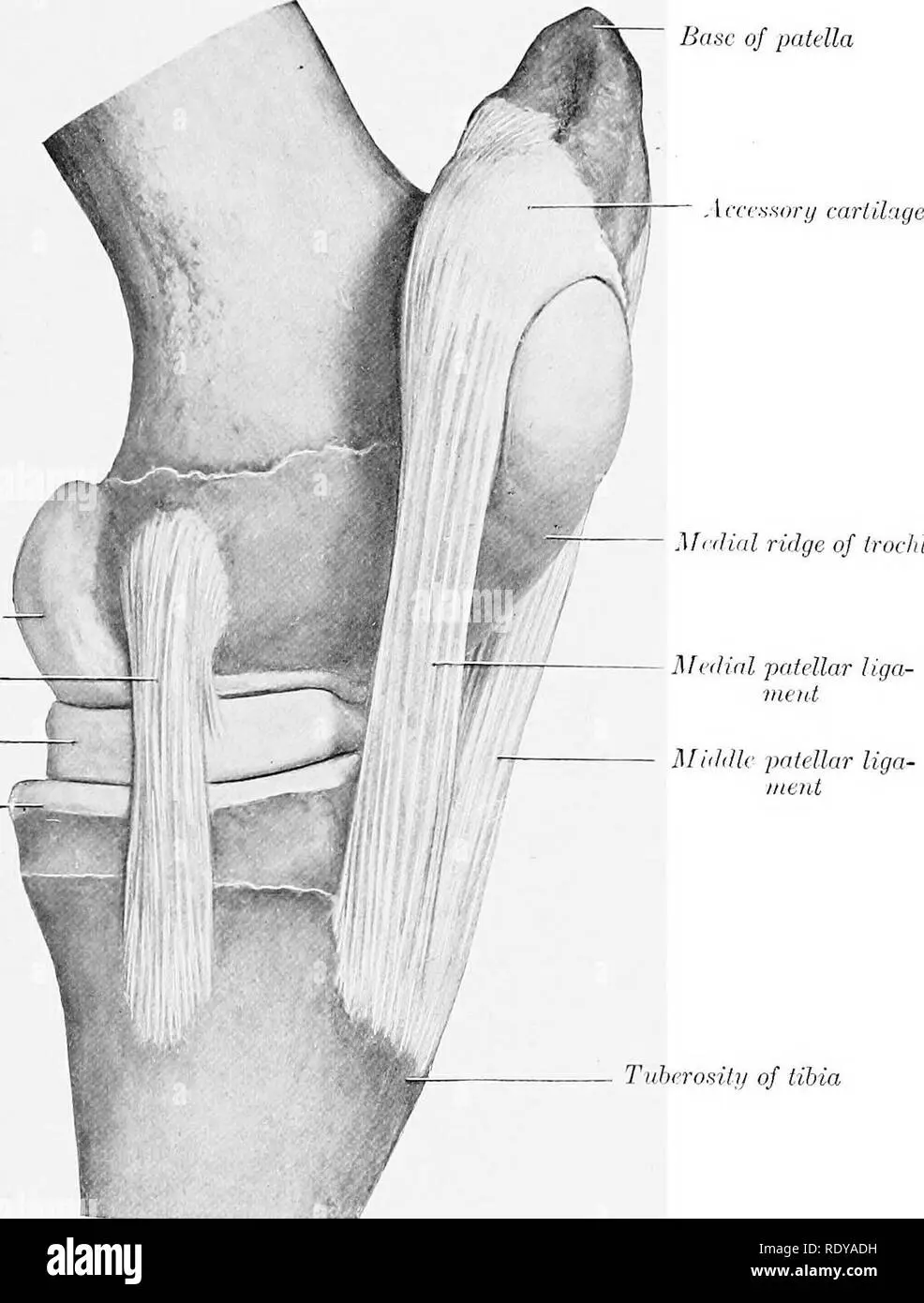Articulación Femorotibio Tarsal en Aves - Qué huesos componen la articulación Femororrotuliana articulacion femoro tibio tarsal ave - Qué huesos componen la articulación Femororrotuliana
