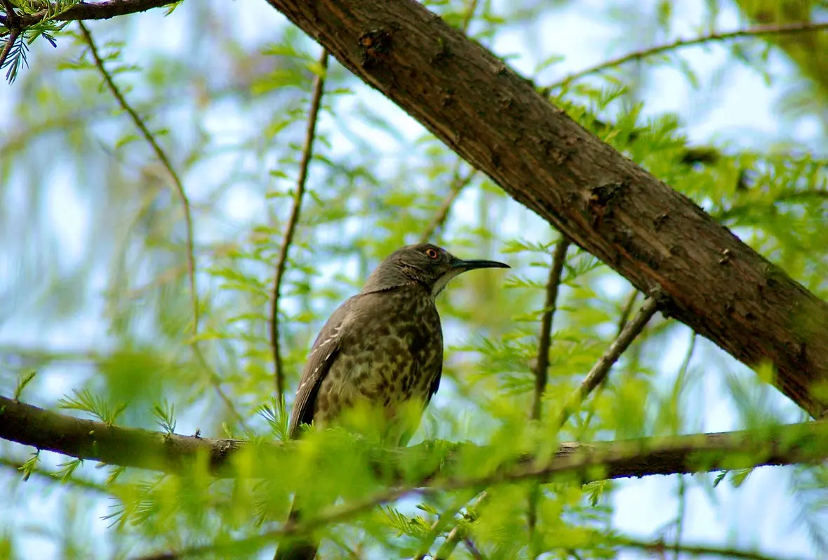 la importancia de las aves en el medio ambiente - Qué importancia tienen las aves en el mundo