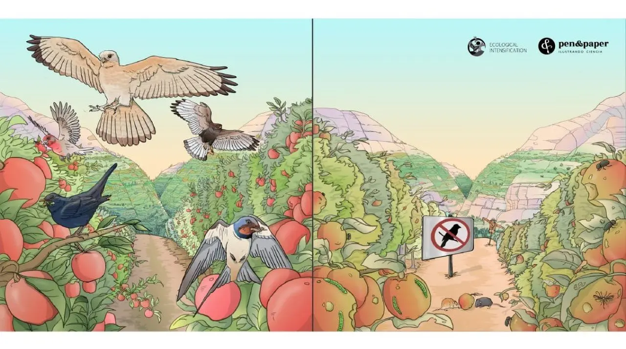 aves de importancia agricola - Qué importancia tienen las aves en la economía