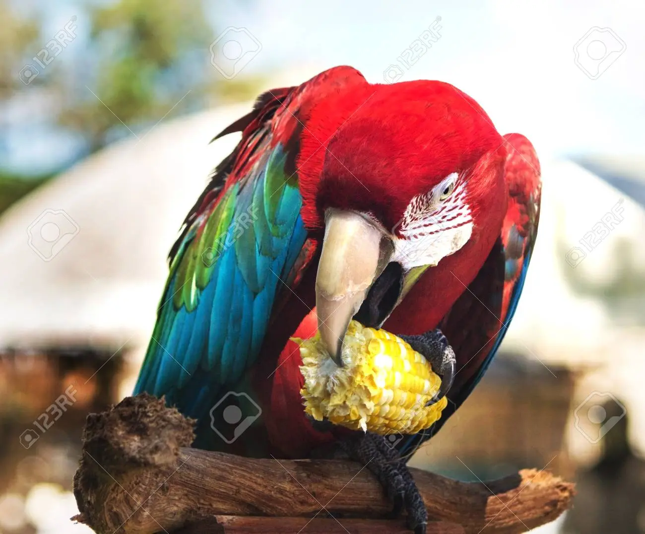 Maíz atacado por loros: cómo prevenir y solucionar este problema - Qué insecticidas se usan para el maíz maiz atacado por loros - Qué insecticidas se usan para el maíz