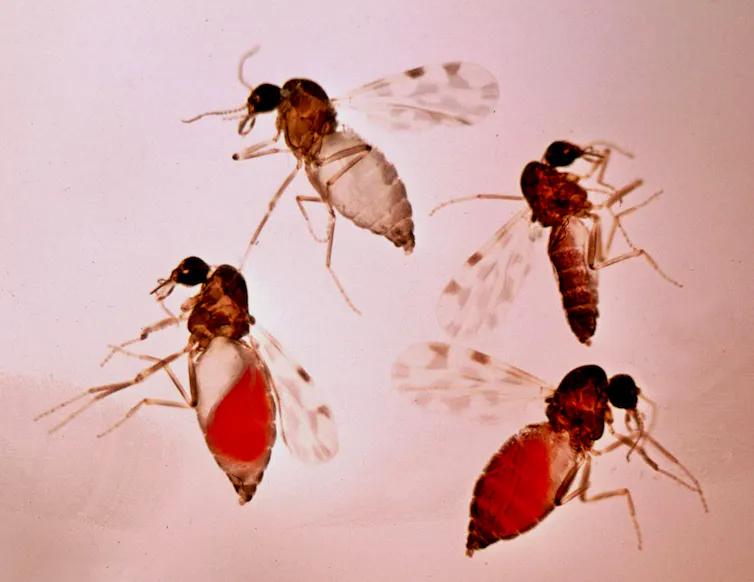 Bichos: Cuando rescatan a Fly del pájaro - Qué insectos son los de la película Bichos bichos cuando rescatan a fly del pajaro - Qué insectos son los de la película Bichos