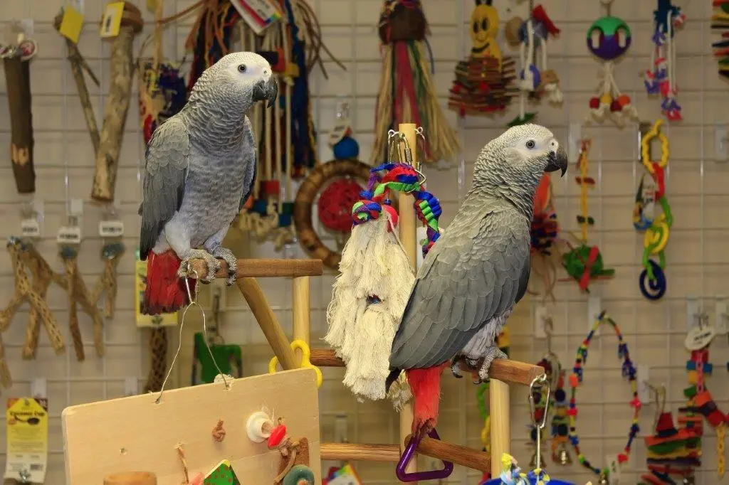 como jugar con un loro - Qué juguetes les gusta a los loros