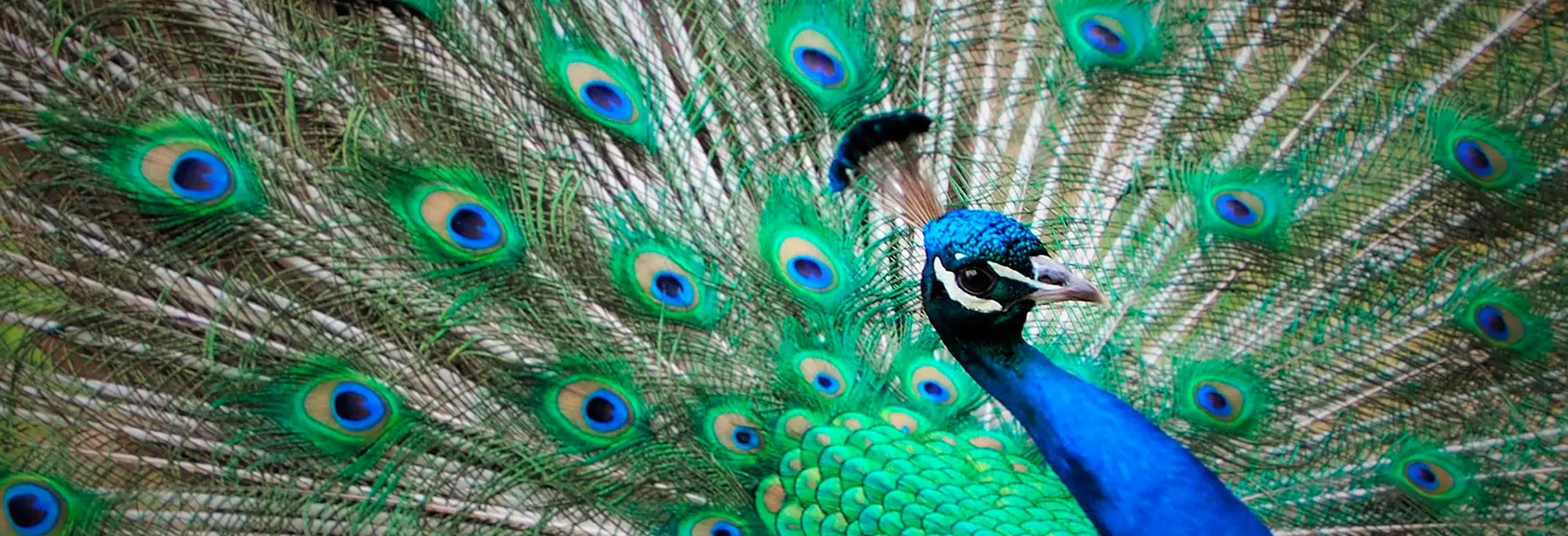 plumas de aves de colores - Que le da color a las plumas de las aves