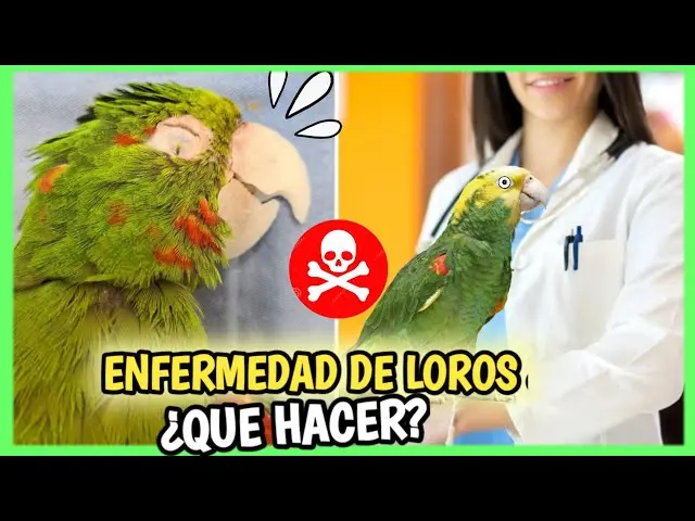 se le puede dar paracetamol a un loro - Qué le puedo dar a mi loro para la fiebre