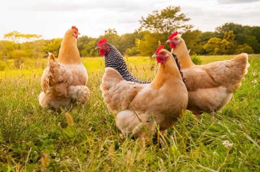 que comen las aves de corral - Qué le puedo dar de comer a las gallinas