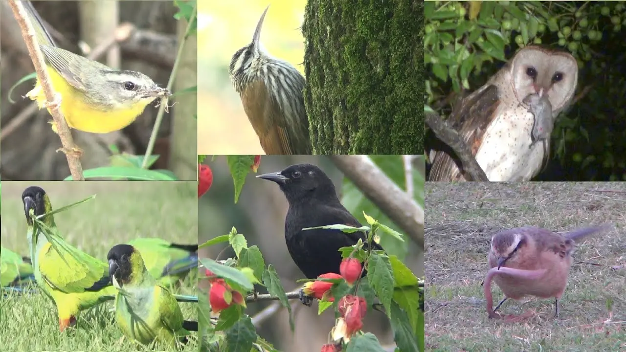 Qué comen las aves sobre su alimentación - Qué le puedo dar de comer a un pájaro de la calle que comen las aves - Qué le puedo dar de comer a un pájaro de la calle