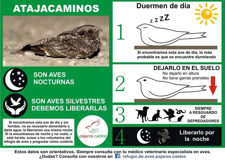 alimento del zorzal refugio de aves pajaros caidos - Qué le puedo dar de comer a un zorzal