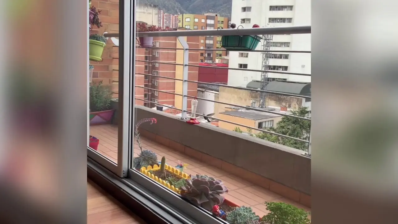 como atraer aves a mi balcon - Que les atrae a las aves