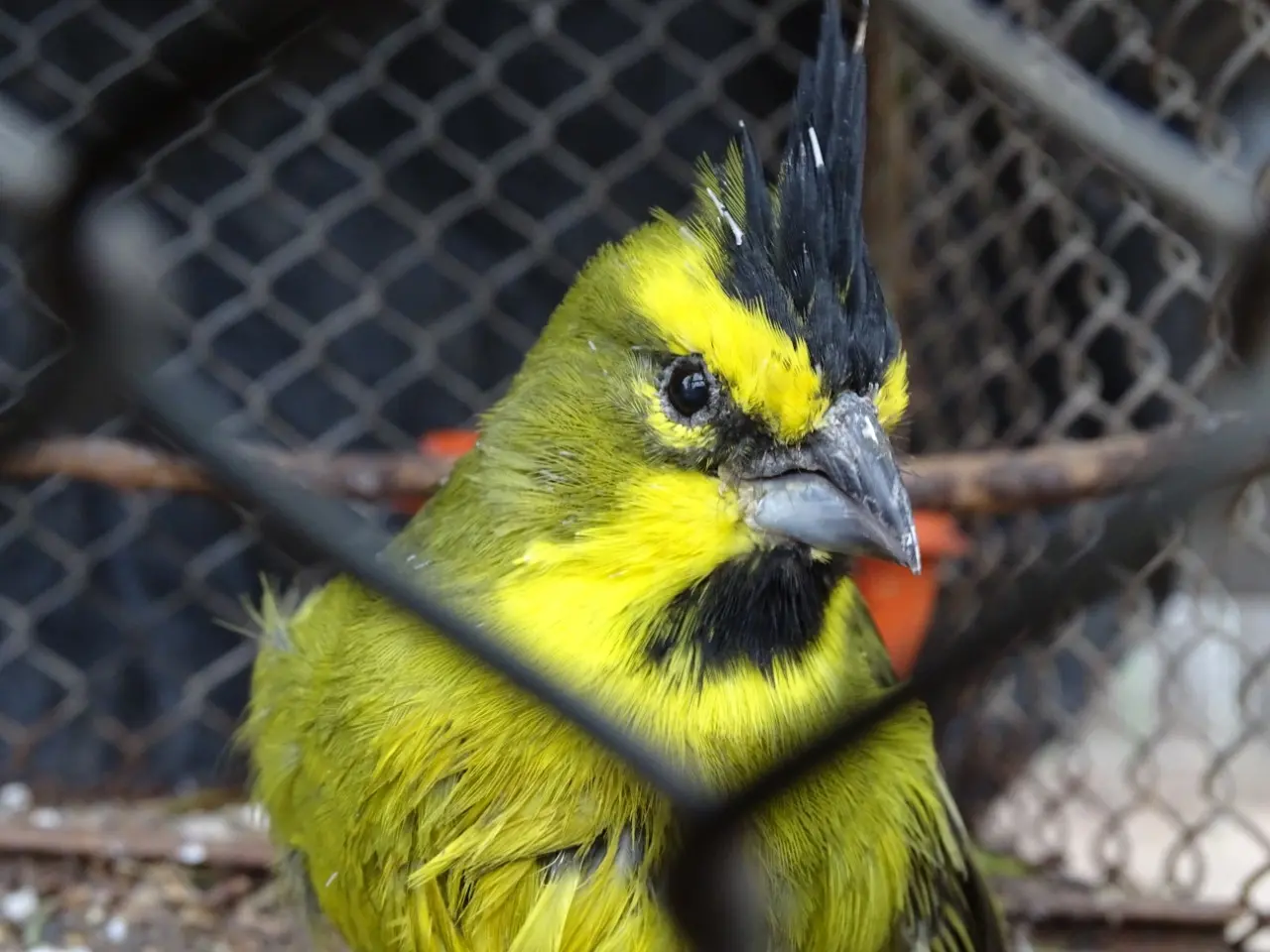 aves permitidas en argentina - Qué loros se pueden tener en Argentina