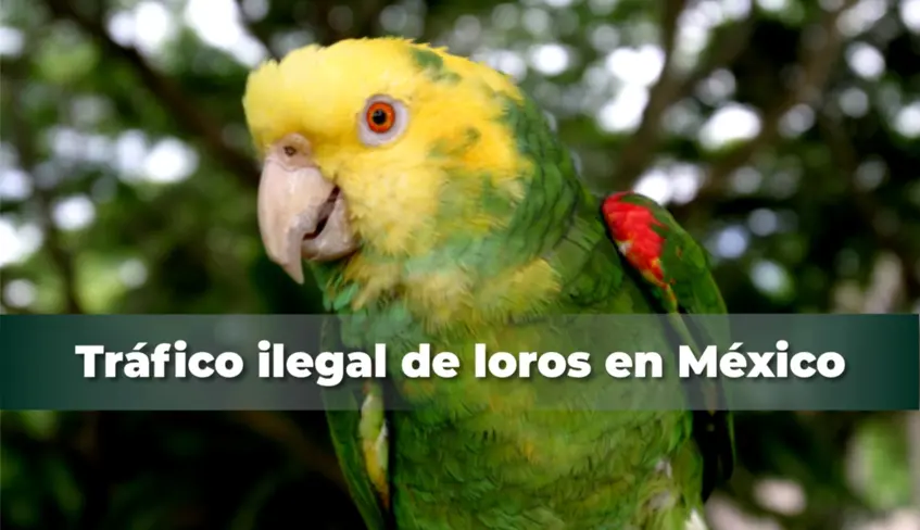 los loros son ilegales - Qué loros son ilegales
