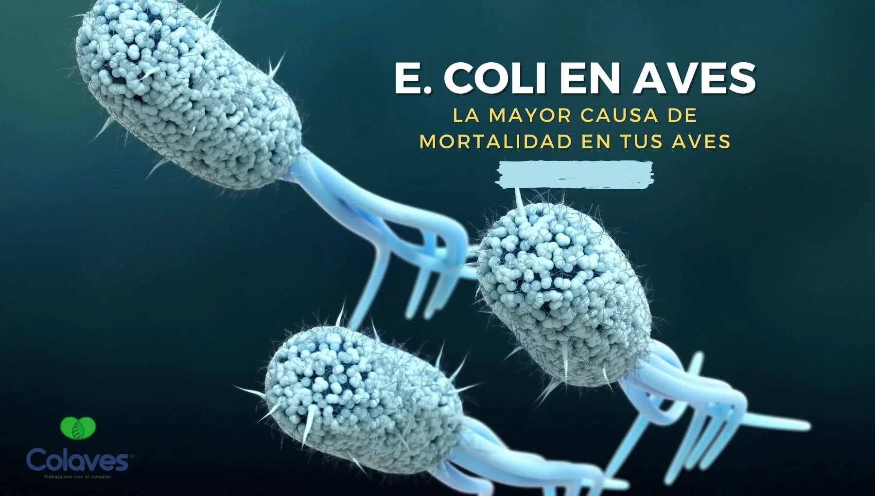 e coli en aves - Que mata la bacteria de E. coli