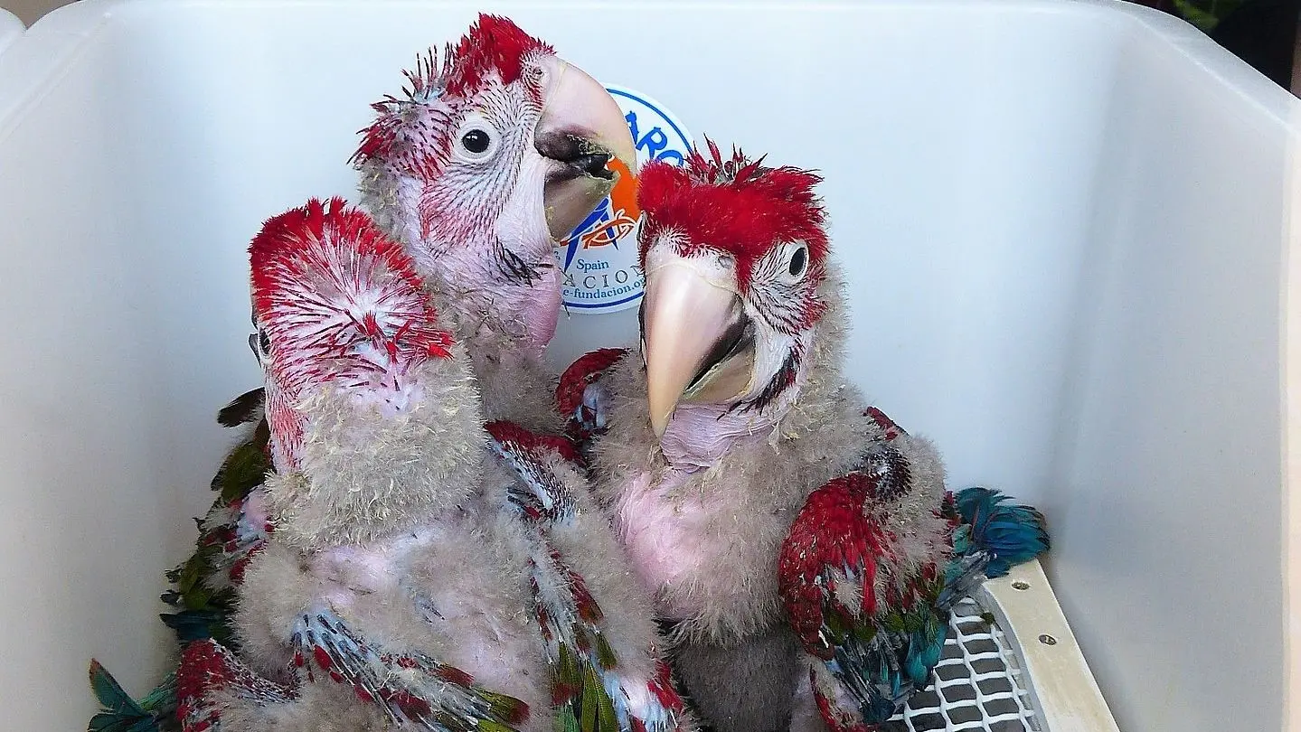 Hepatomegalia en loros pichones: causas, tratamiento y prevención - Qué medicamento es bueno para la hepatomegalia hepatomegalia en loros pichones - Qué medicamento es bueno para la hepatomegalia