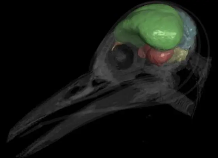 de que tamaño es el cerebro de un pajaro - Qué medidas tiene el cerebro