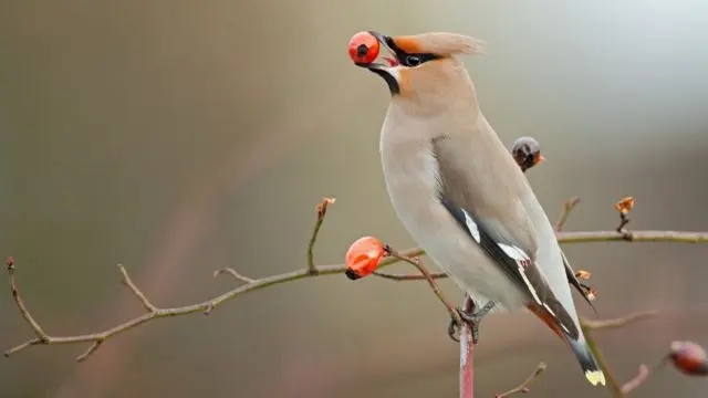 Las aves piensan: ¿Tienen memoria? - Qué memoria tienen los pájaros las aves piensan - Qué memoria tienen los pájaros