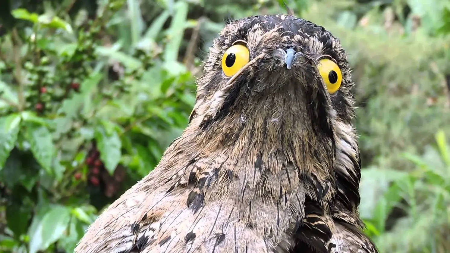 cuentos pajaros cacuy santiago - Qué mensaje nos deja la leyenda del Kakuy