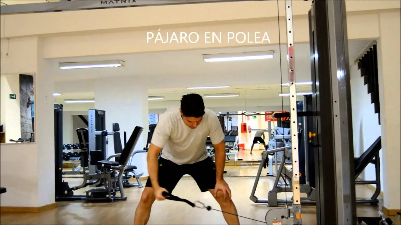 Pájaros en polea de pie: una forma divertida de ejercitar a tu ave - Qué músculos trabajan las poleas pájaros en polea de pie - Qué músculos trabajan las poleas