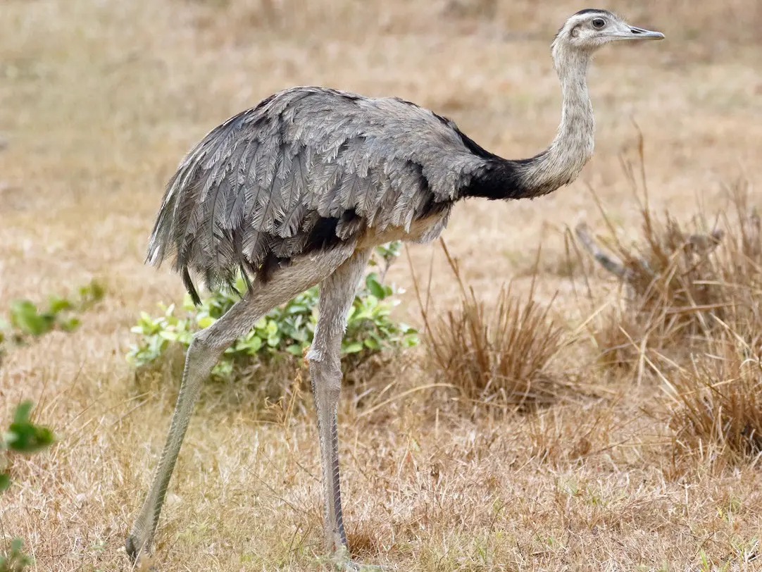 adaptaciones de las aves ñandu - Qué necesita para vivir el Ñandu de Darwin