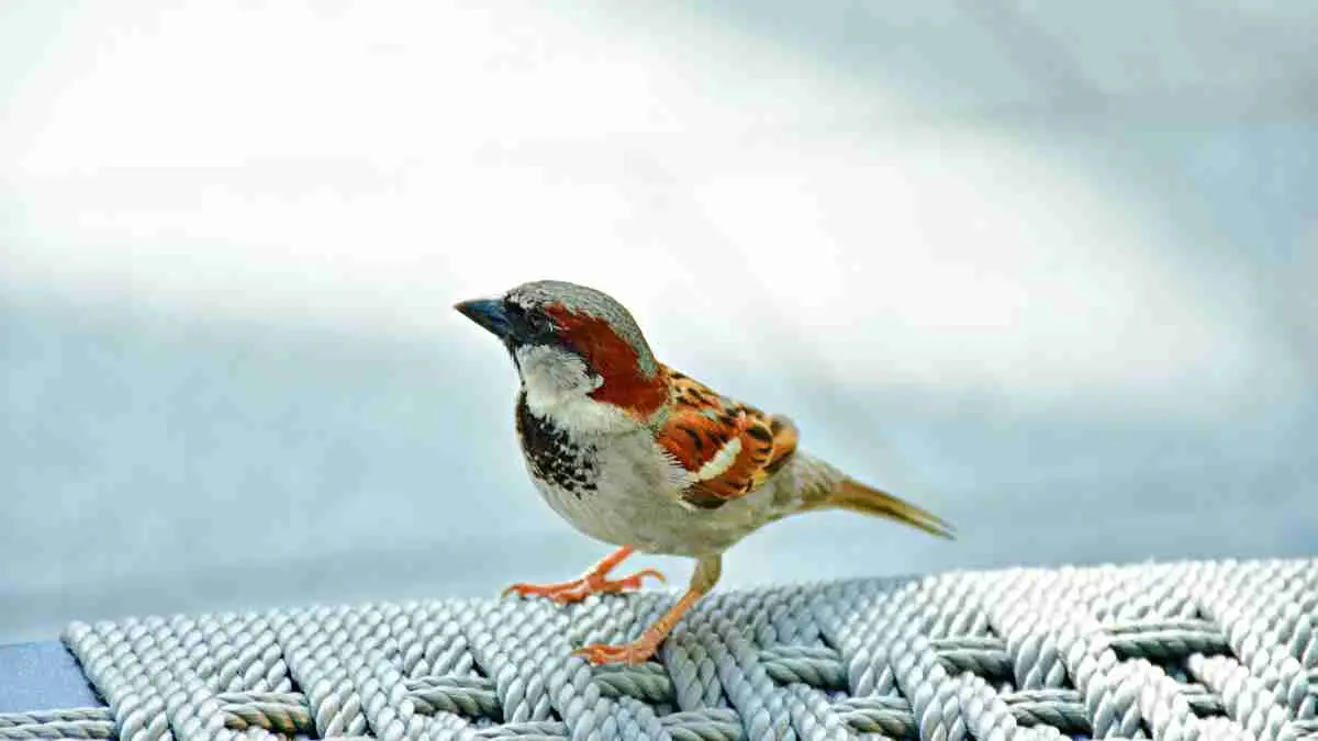 venta de comida para aves - Que no darles de comer a los pájaros