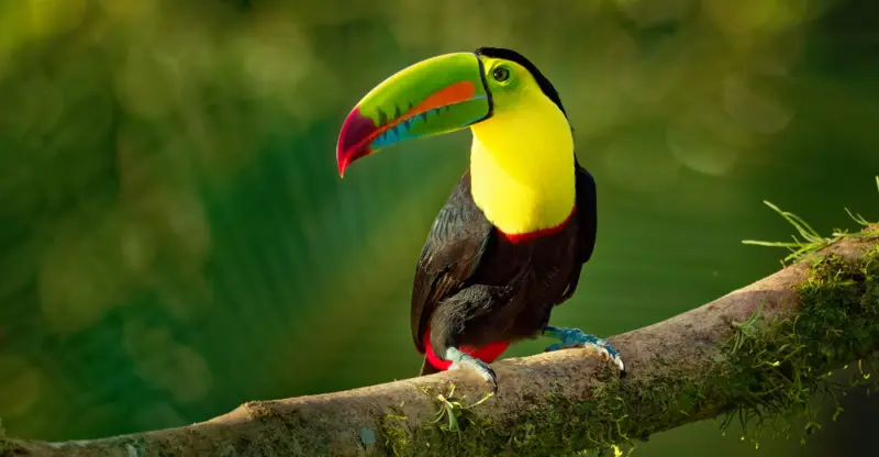 los tucanes comen loros - Que no deben comer los tucanes