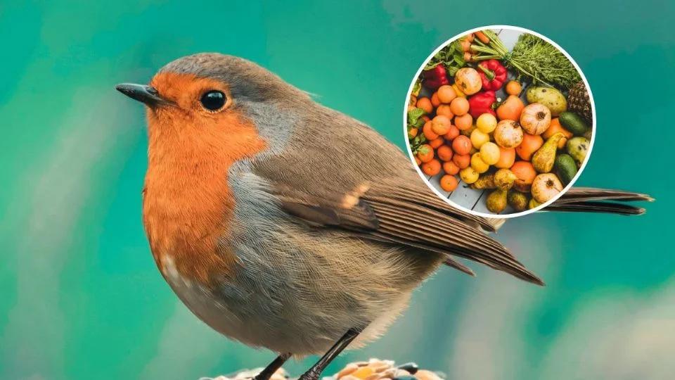 los pajaros comen manzana - Que no puede comer un pájaro